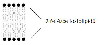 2 řetězce fosfolipidů.jpg