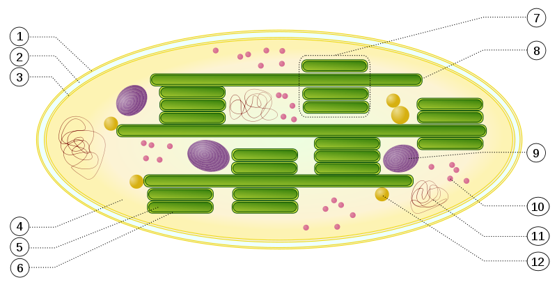 800px-Chloroplast_svg.png