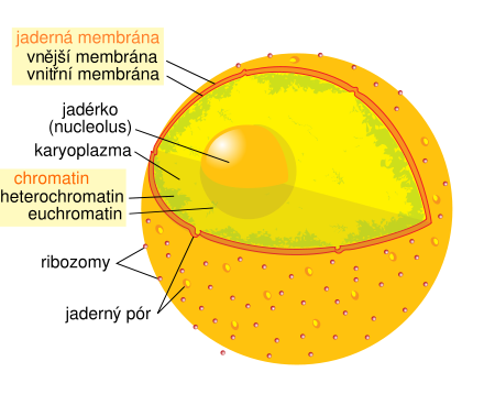 Diagram_human_cell_nucleus.png