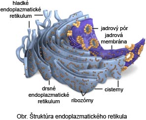 hladké a drsné endoplazmatické retikulum.jpg