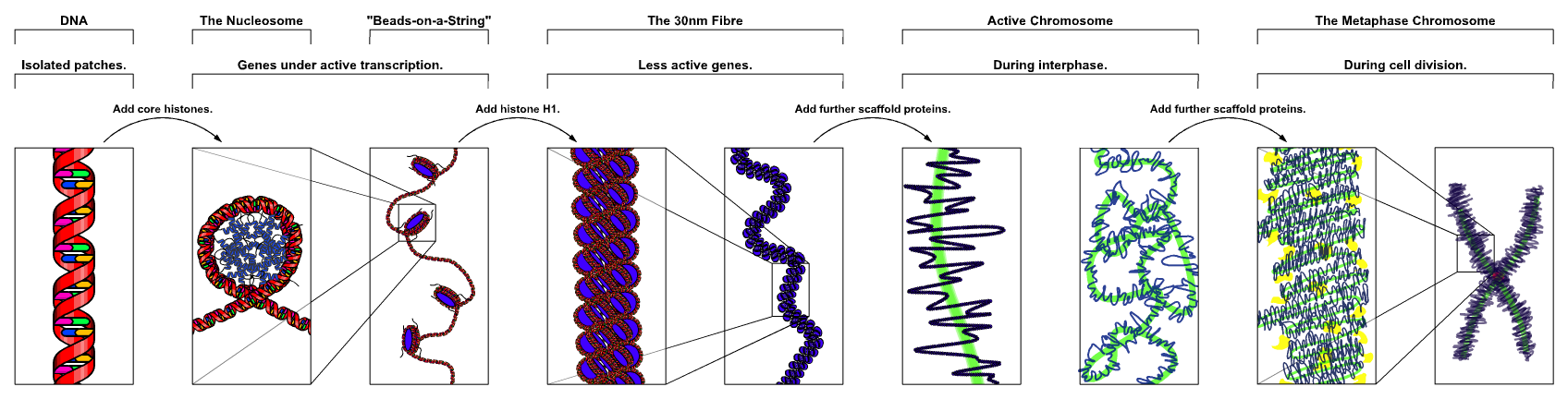 Chromatin_Structures.png