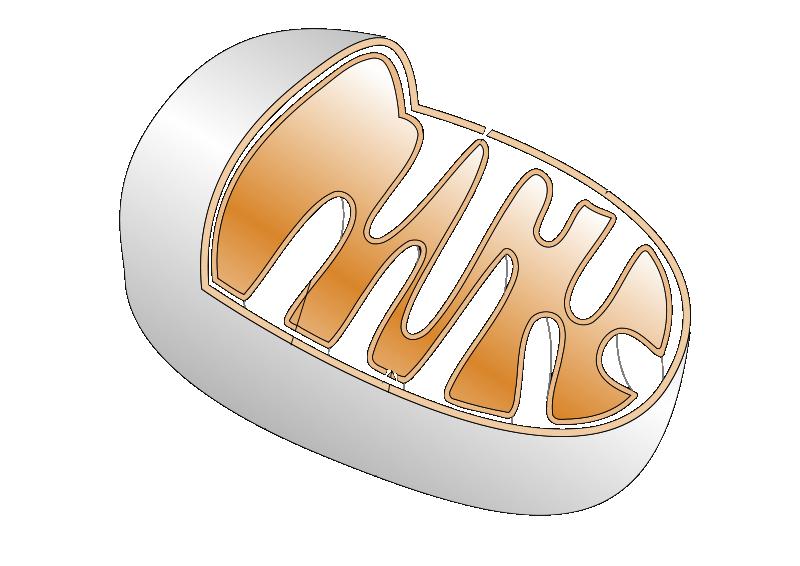 mitochondrie.jpg