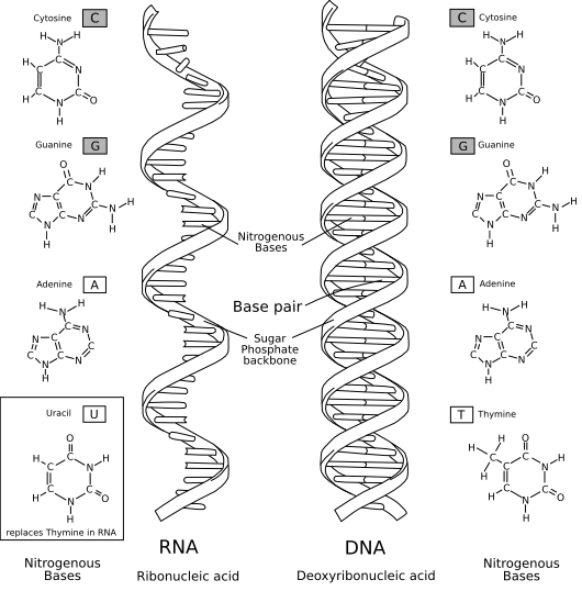 NA-comparedto-DNA_thymineAndUracilCorrected.png