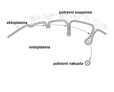 potravní vakuola.jpg