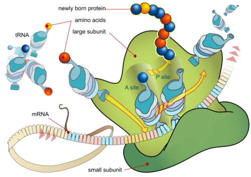 Ribosome_rRNA_translation_ribozom v akci.png