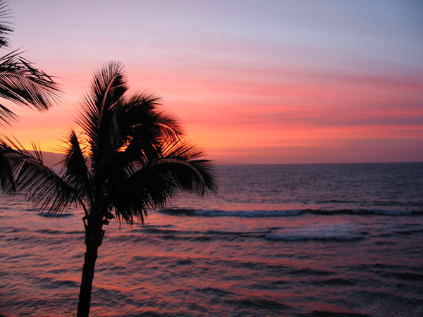 palmsunset4758.jpg