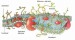 složení cytoplazmatické membrány